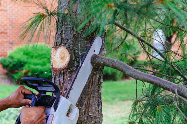 How Our Tree Care Process Works  in Prescott Valley, AZ